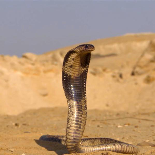 Cobra – vinci-lab